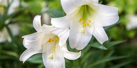 vatican city national flower